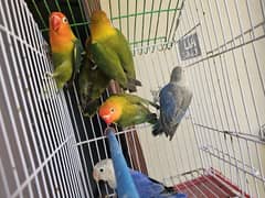 Green Opaline Parblue Blue Green Split Dilute Lovebirds