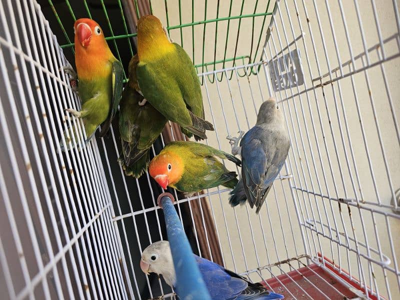 Opaline Parblue Blue Green Split Dilute Lovebirds 1