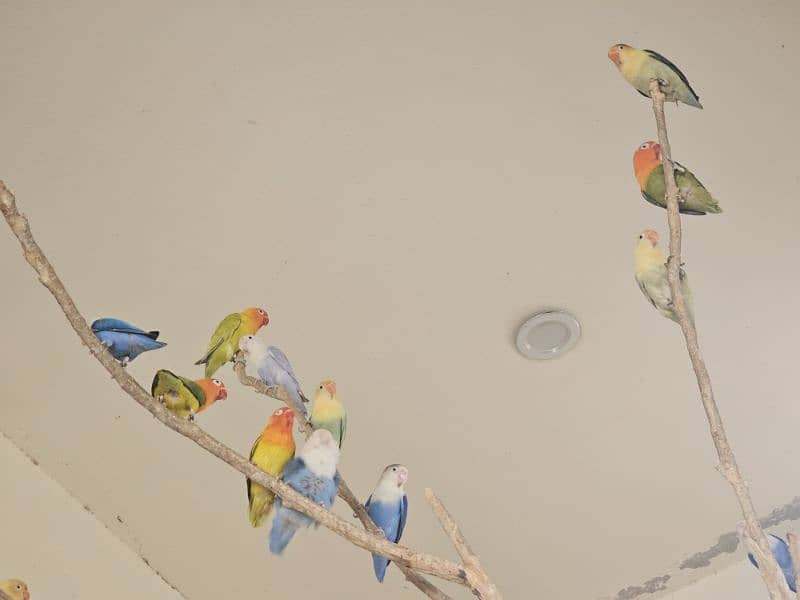 Opaline Parblue Blue Green Split Dilute Lovebirds 2