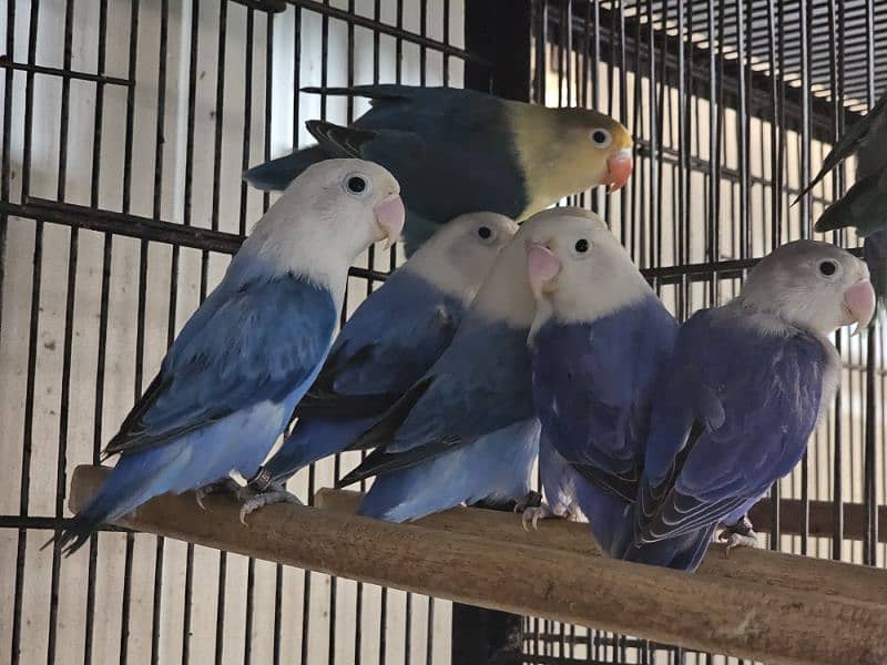 Opaline Parblue Blue Green Split Dilute Lovebirds 3