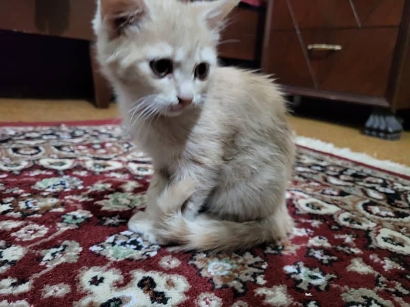 persian kittens pair (triple coat) 0