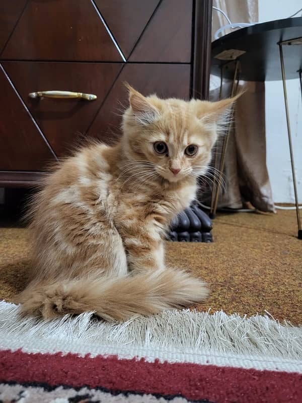 persian kittens pair (triple coat) 3