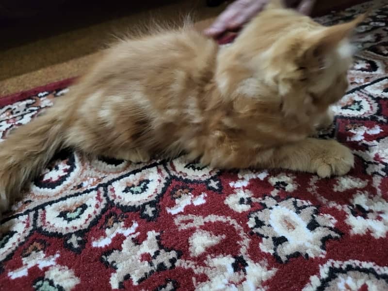 persian kittens pair (triple coat) 4