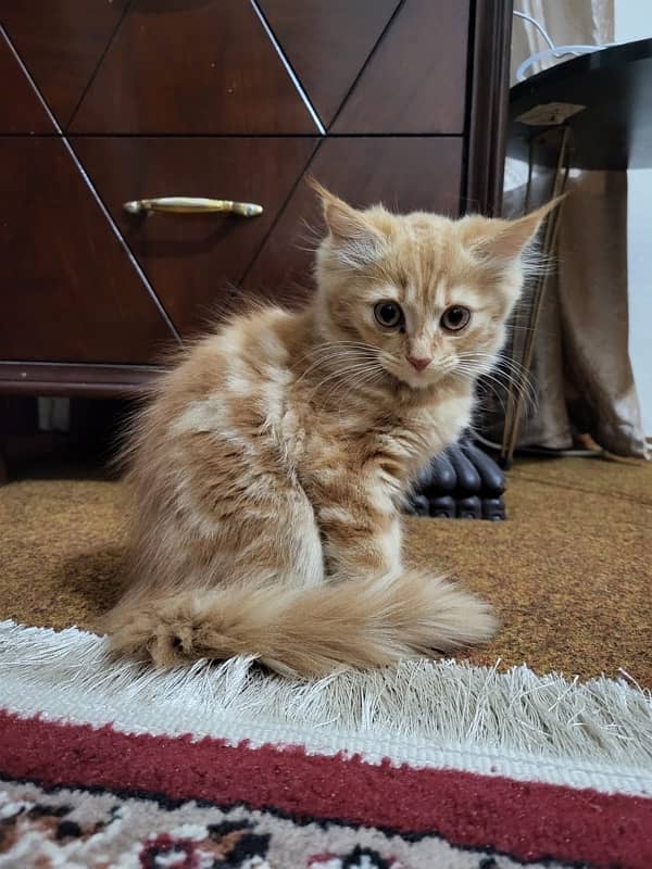 persian kittens pair (triple coat) 5