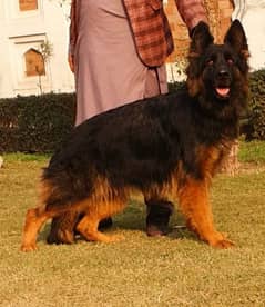 German Shepherd proper long coat female confirm breeder big heavy