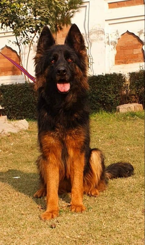 German Shepherd proper long coat female confirm breeder big heavy 1