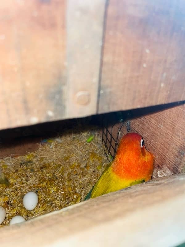 lovebirds breeder pair with  grunted healthy and active 0