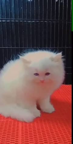 beautiful persian female kitten for sale