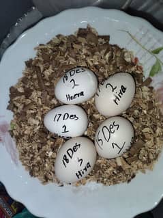 Heera aseel eggs