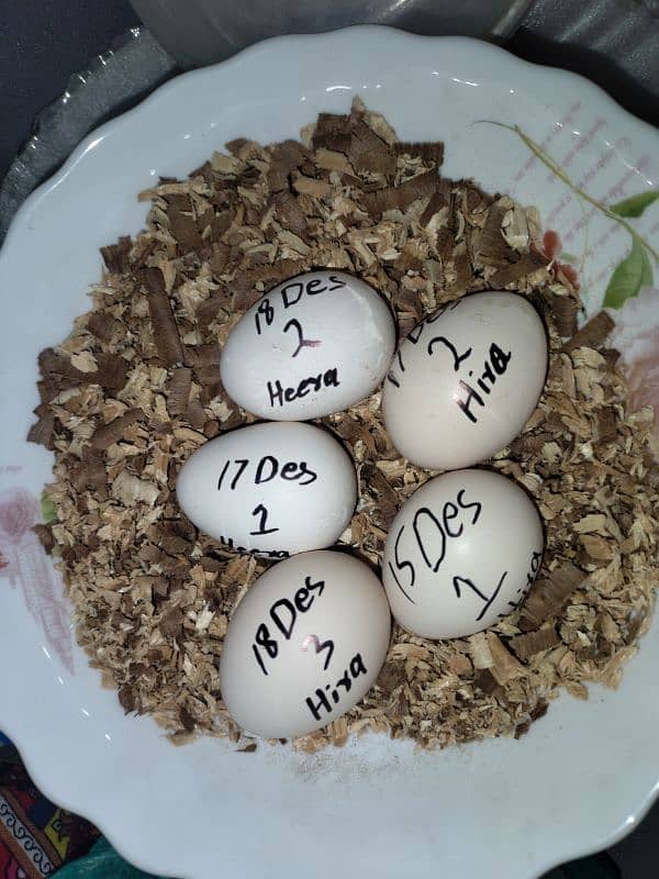 Heera aseel eggs 0