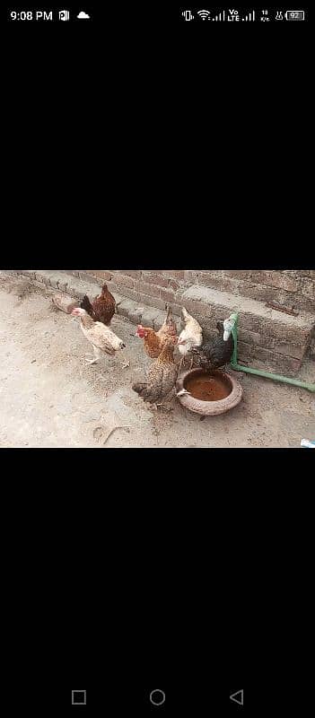 Egg Laying Hens 0