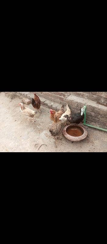 Egg Laying Hens 1