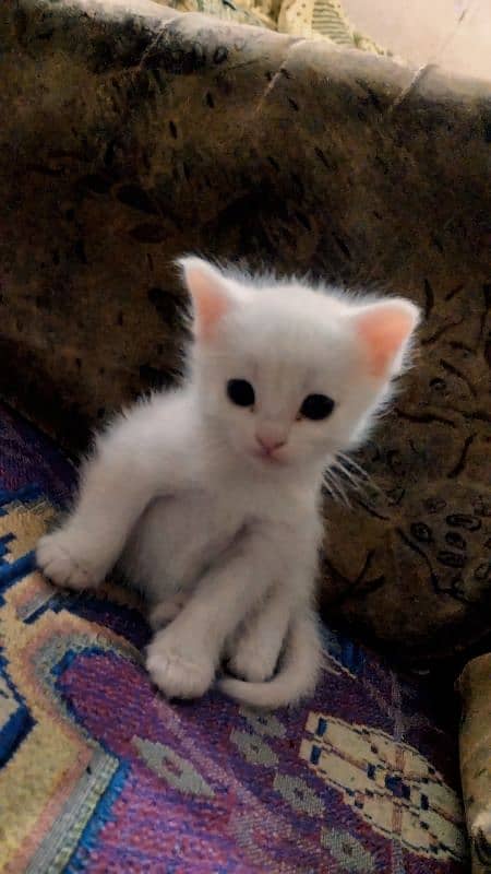 Persian make kitten 0