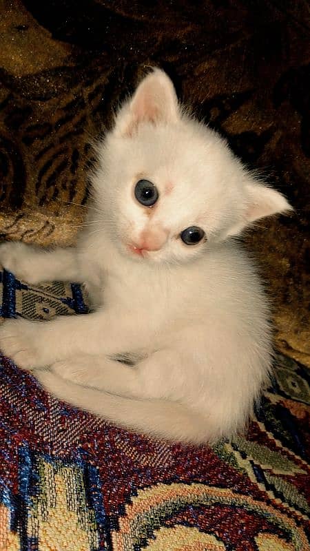 Persian make kitten 1