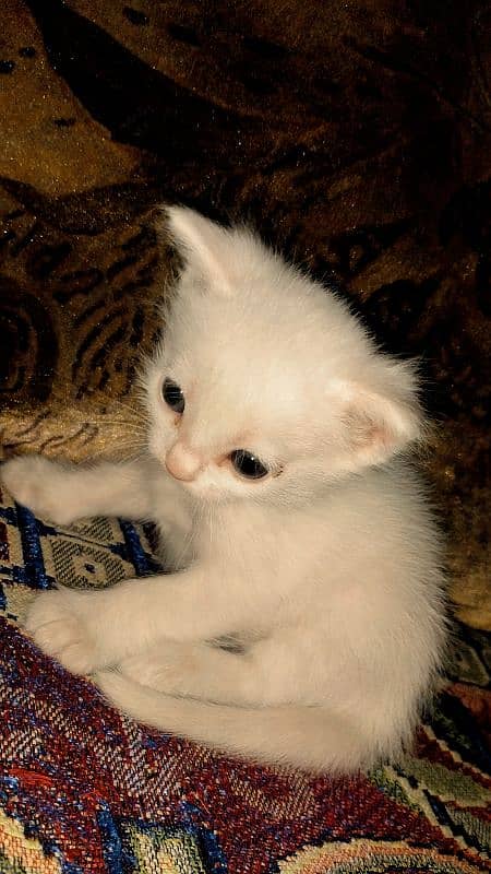 Persian make kitten 3