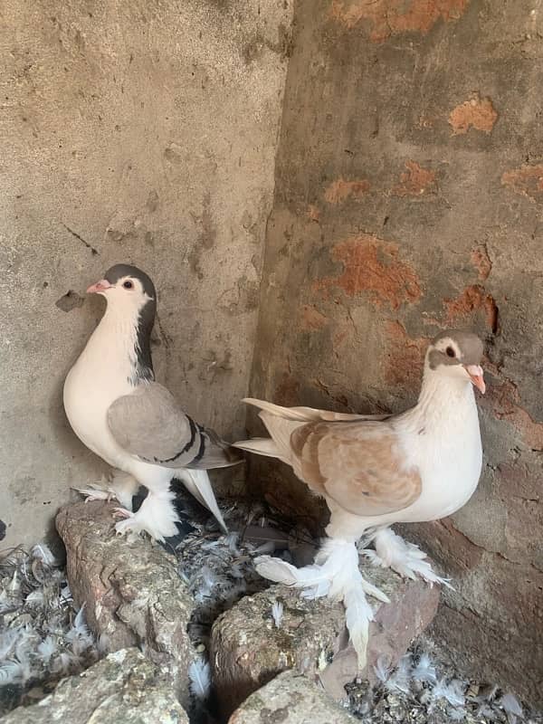 all pairs breeder only es number per contact kare 03491511310 7