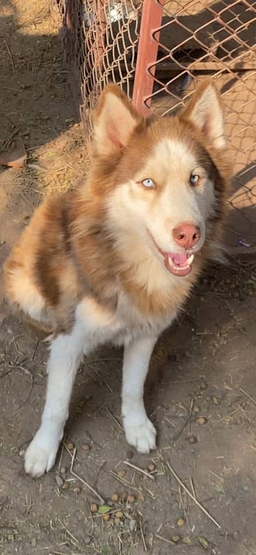 Husky Male 0