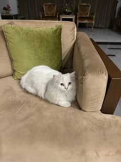 Persian cat Male 6 mo for sale