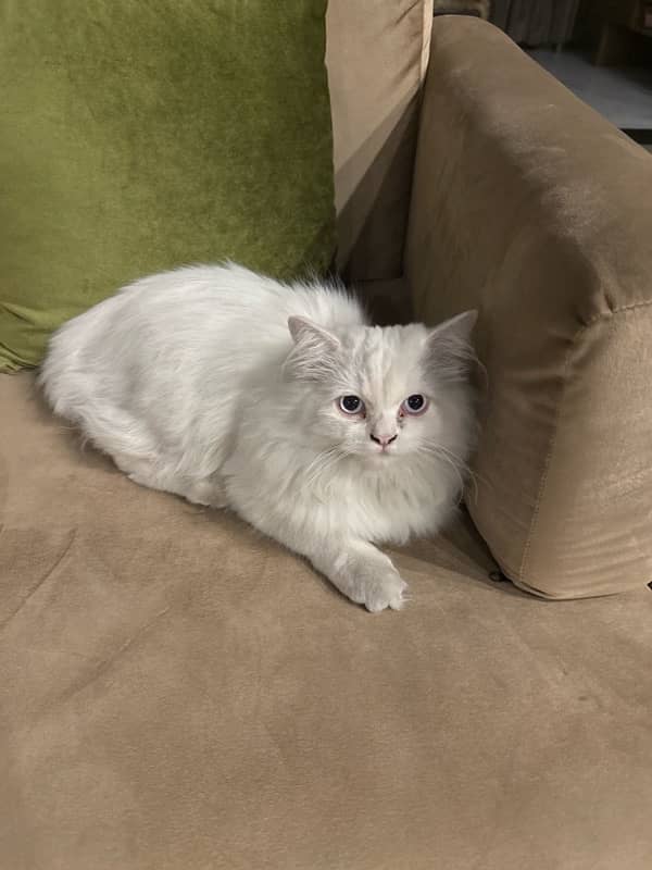 Persian cat Male 6 mo for sale 1