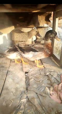 duck pair for sale first time eggs start Whatsapp 03155110956