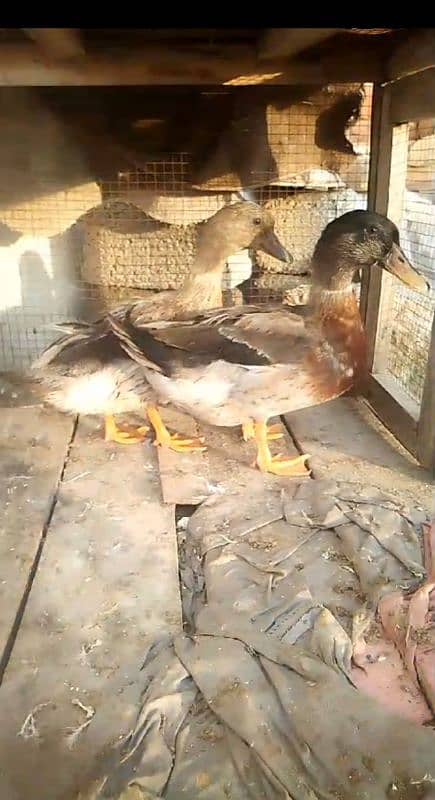 duck pair for sale first time eggs start Whatsapp 03155110956 0