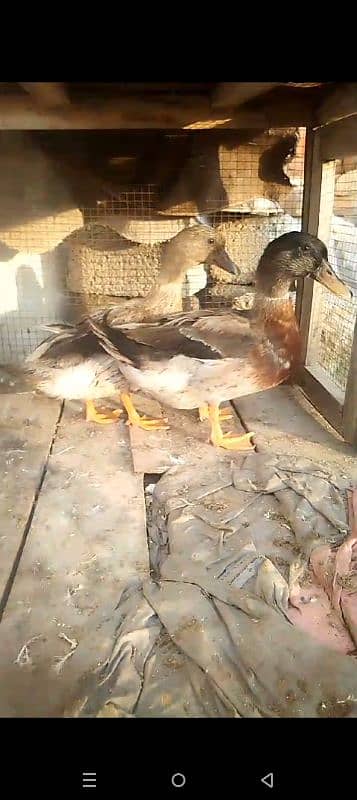 duck pair for sale first time eggs start Whatsapp 03155110956 1