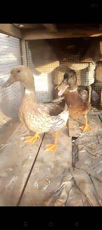 duck pair for sale first time eggs start Whatsapp 03155110956 2