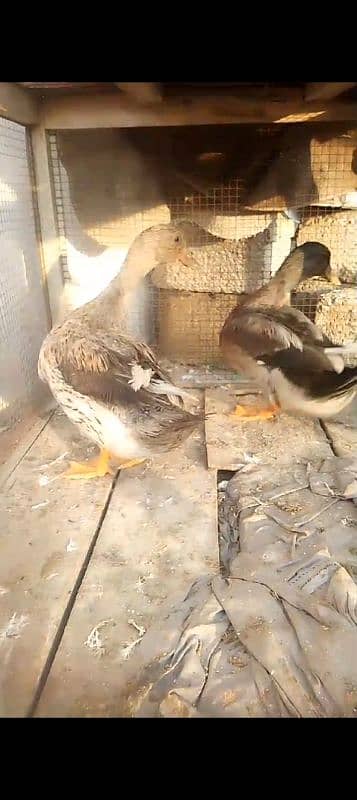 duck pair for sale first time eggs start Whatsapp 03155110956 3