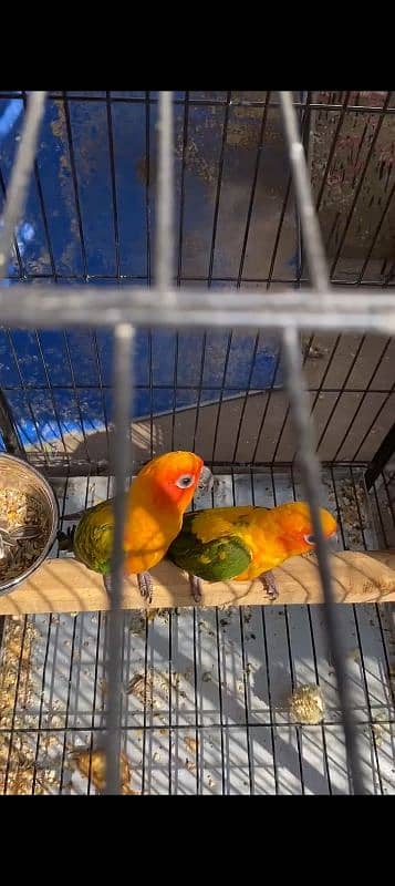 jhandai  conure breeder pair 2