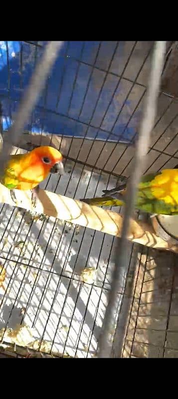 jhandai  conure breeder pair 3