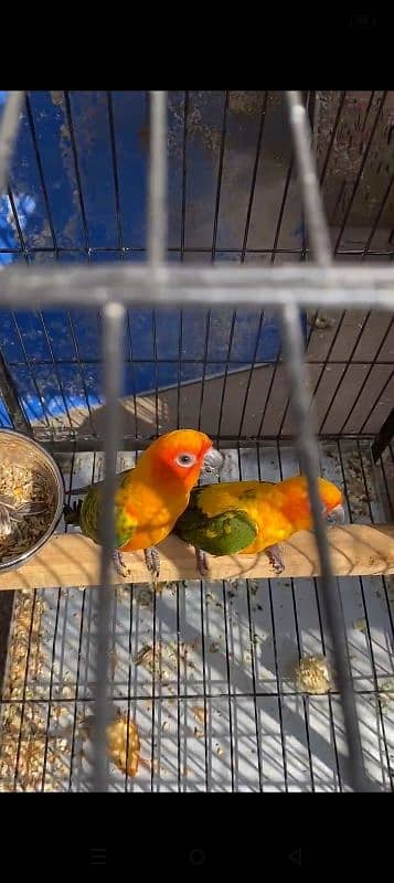 jhandai  conure breeder pair 4