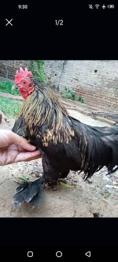 Cochin bantam male