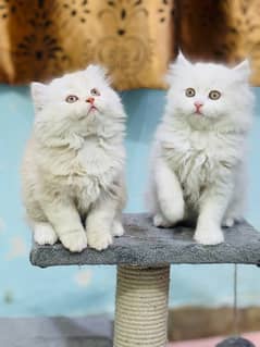 Persian Kittens Male / Female Both Available