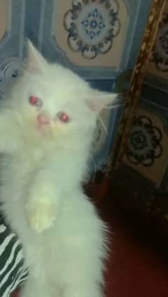 Persian Double Coated Female Kitten Sale In Okara City