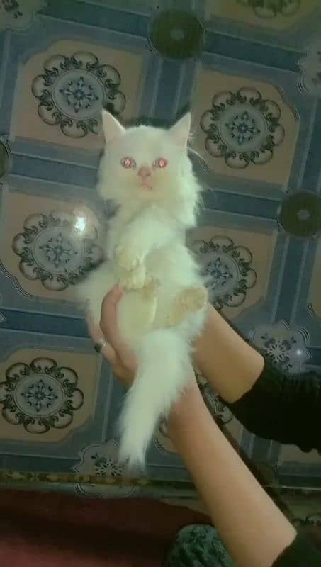 Persian Double Coated Female Kitten Sale In Okara City 1