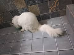 White Persian White Cat with Golden Eyes for urgent sale