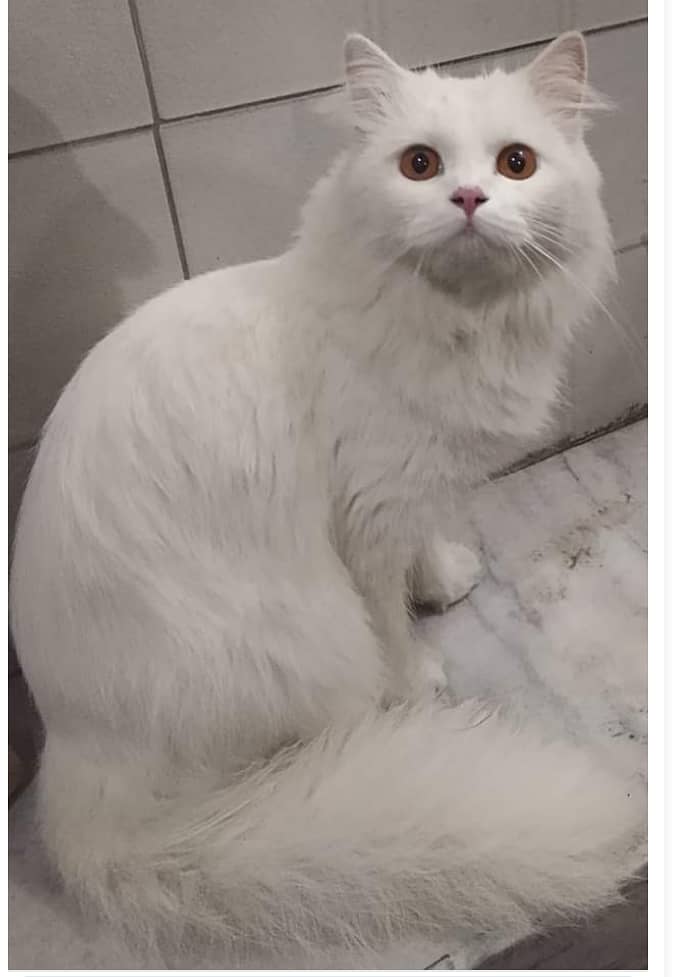 White Persian White Cat with Golden Eyes for urgent sale 1