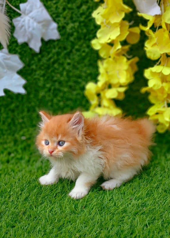 Persian kittens available 0