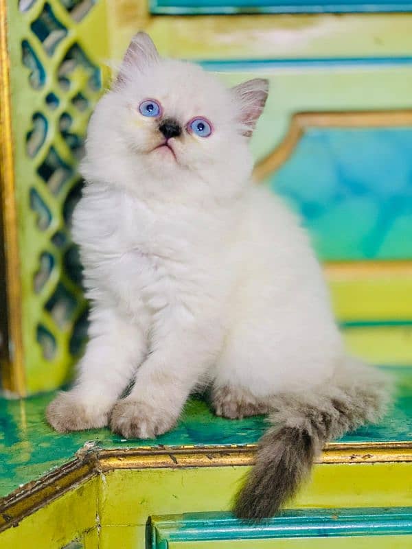 Persian kittens available 1