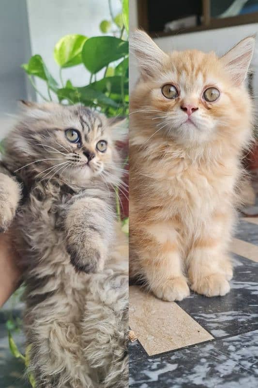 Persian kittens available 3