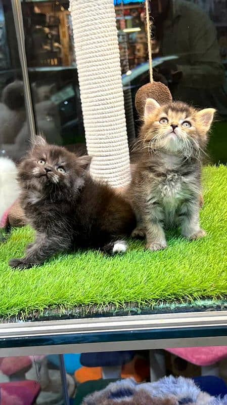 Persian kittens available 4