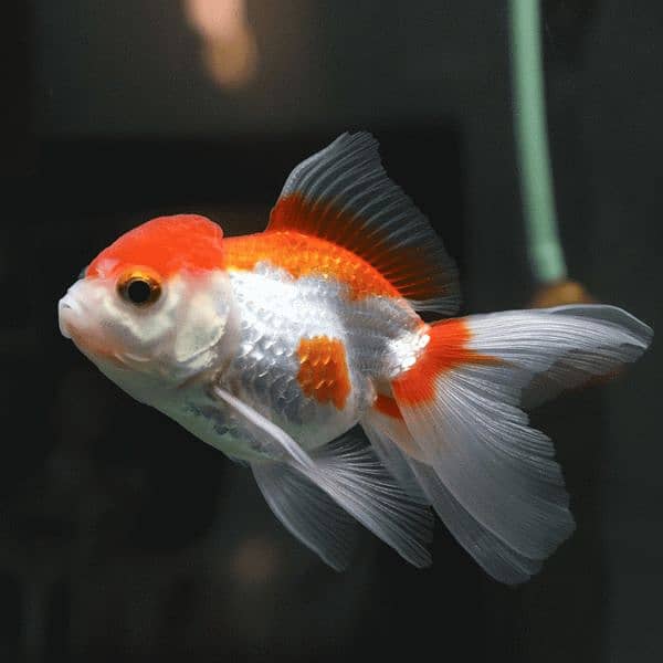 Oranda Gold fish pair with Acuarium 0