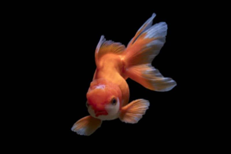 Oranda Gold fish pair with Acuarium 1