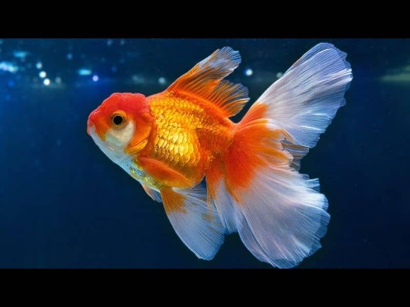 Oranda Gold fish pair with Acuarium 2