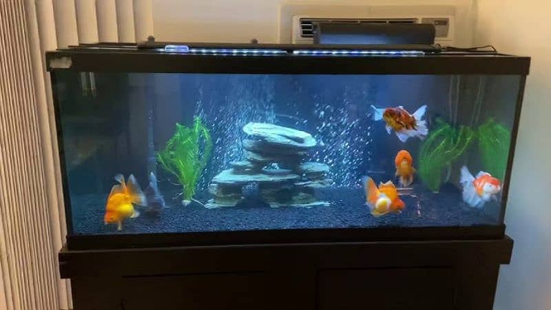 Oranda Gold fish pair with Acuarium 3