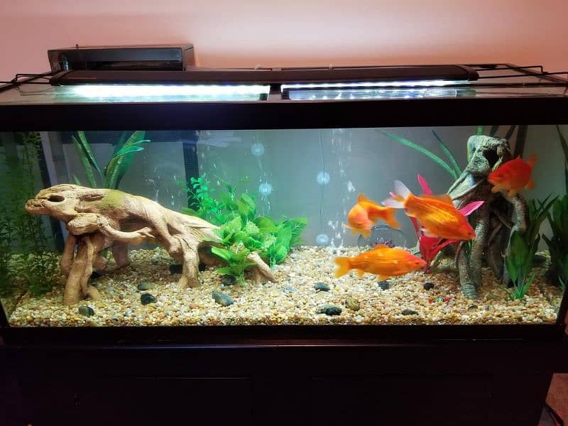 Oranda Gold fish pair with Acuarium 6