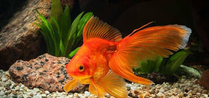 Oranda Gold fish pair with Acuarium 7