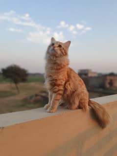 Persian male orange cat