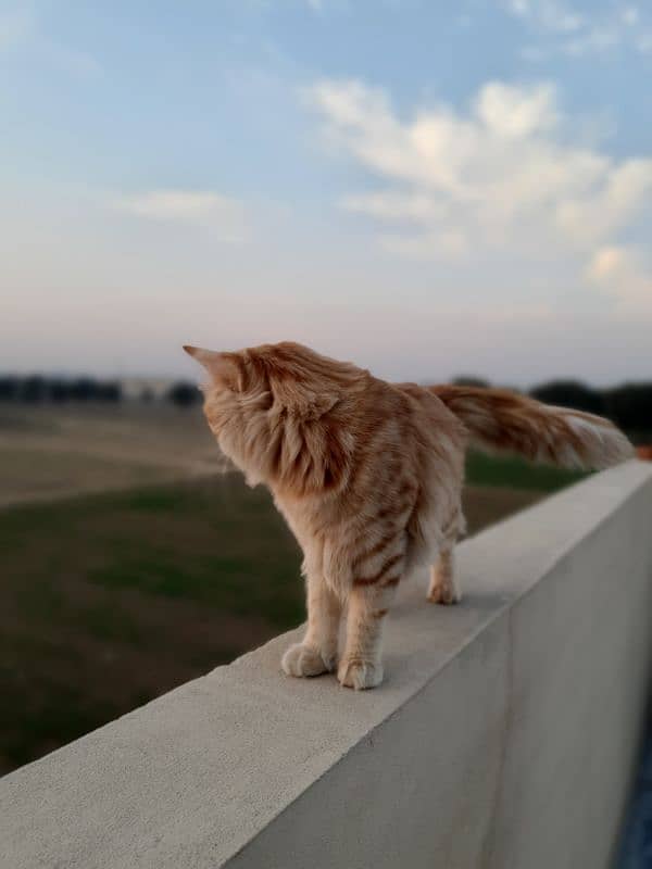 Persian male orange cat 1