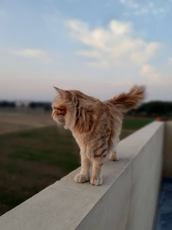 Persian male orange cat 2